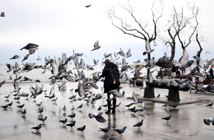 Жительница Стамбула кормит голубей, Бешикташ