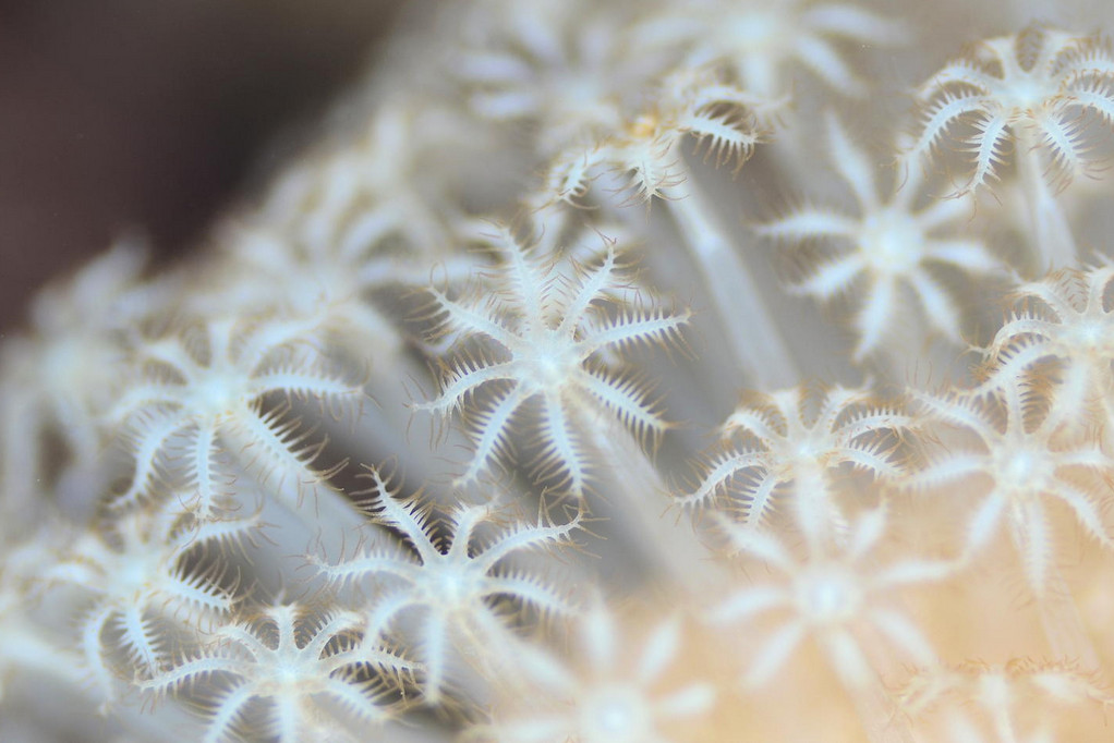 Фото: H-Shige. Подводные растения