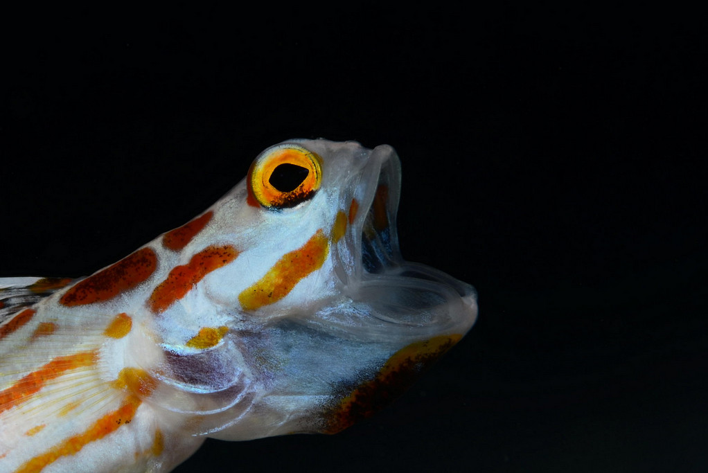 Фото: H-Shige. Рыбка с открытым ртом