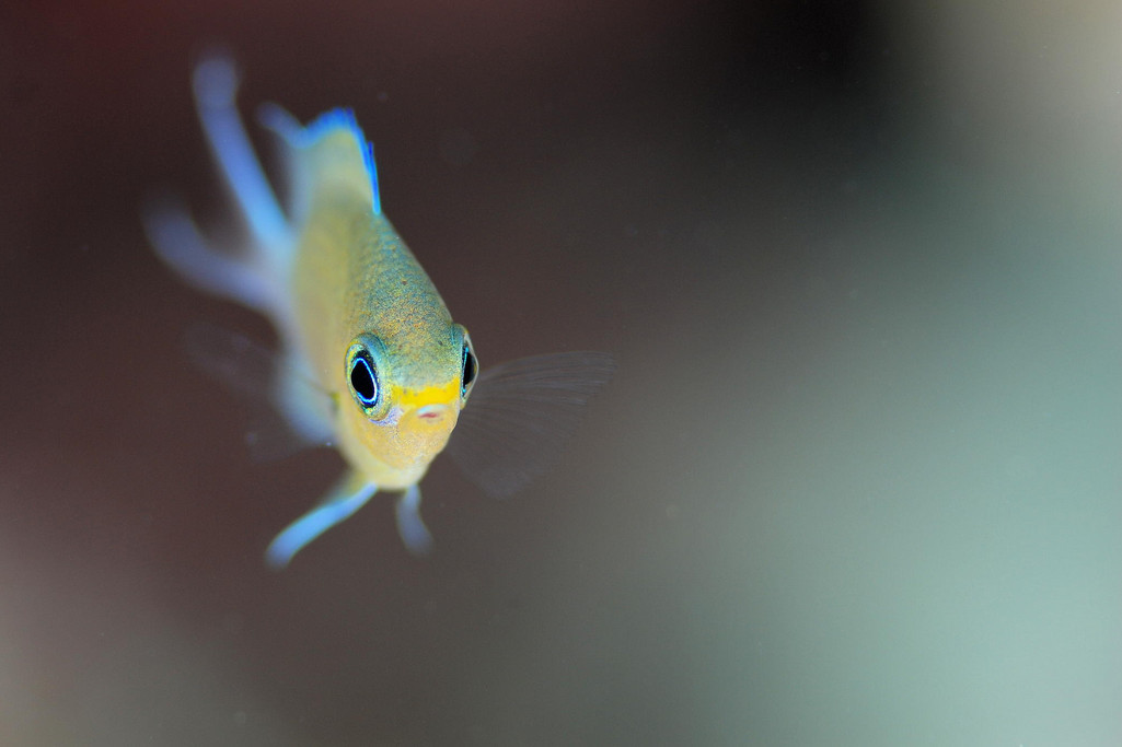 Фото: H-Shige. Неоновая рыбка