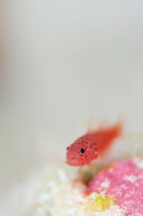 Фото: H-Shige. Красная рыбка