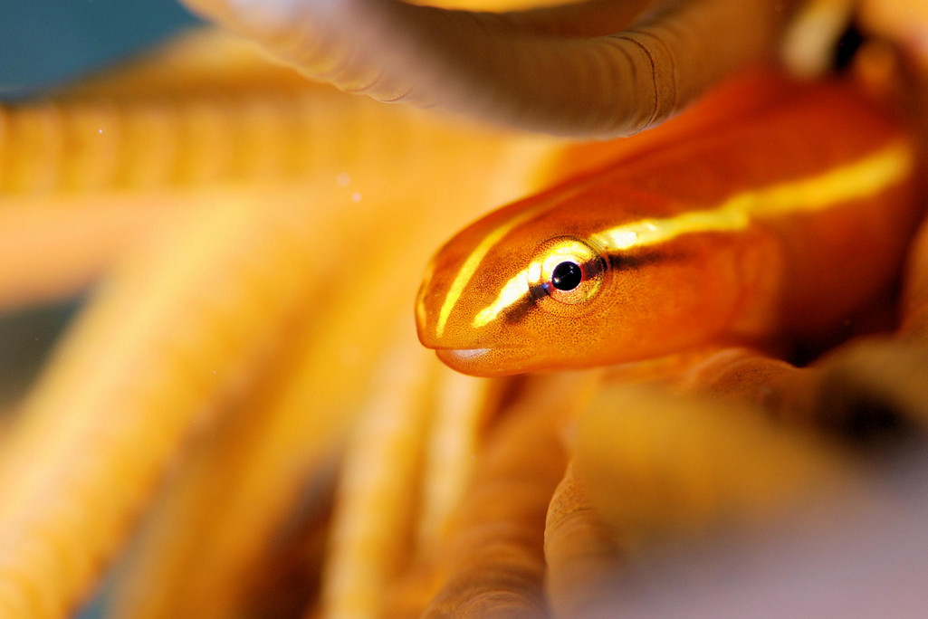 Фото: H-Shige. Рыбка золотого цвета