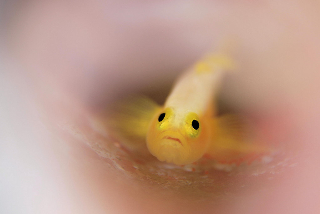 Фото: H-Shige. Желтая рыбка
