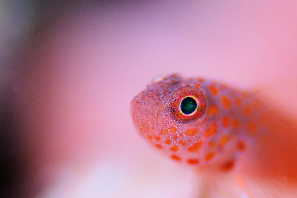Фото: H-Shige. Розовая рыбка
