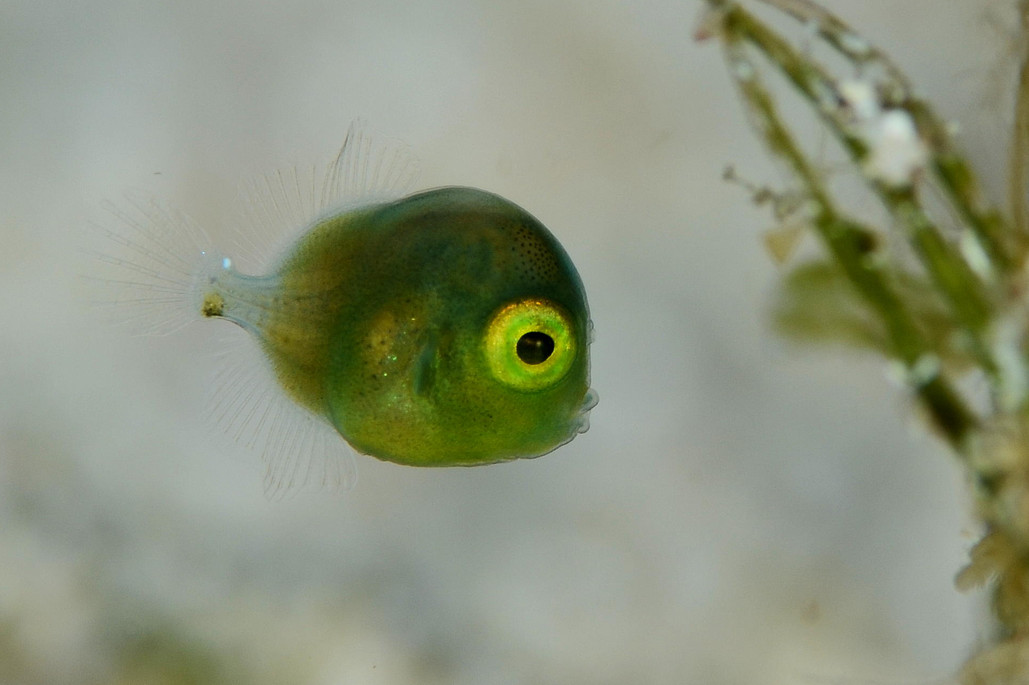 Фото: H-Shige. Маленькая зеленая рыбка