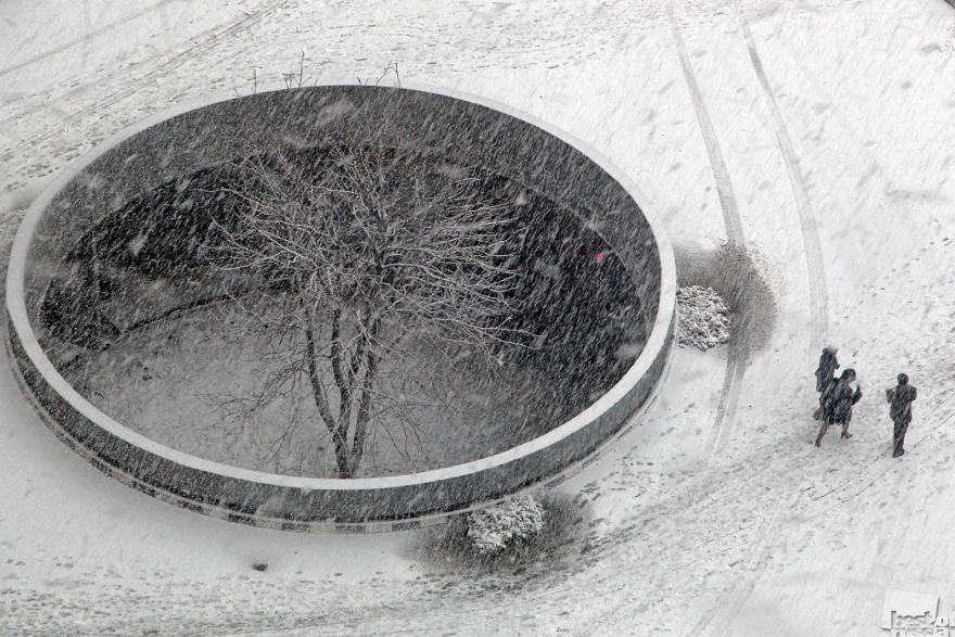 «Обошли природу». Дерево в бетонном плену. Дмитрий Челяпин, Москва