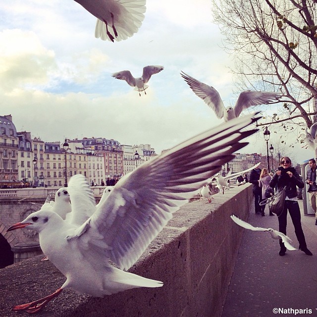 Чайки, Париж, инстаграм фото