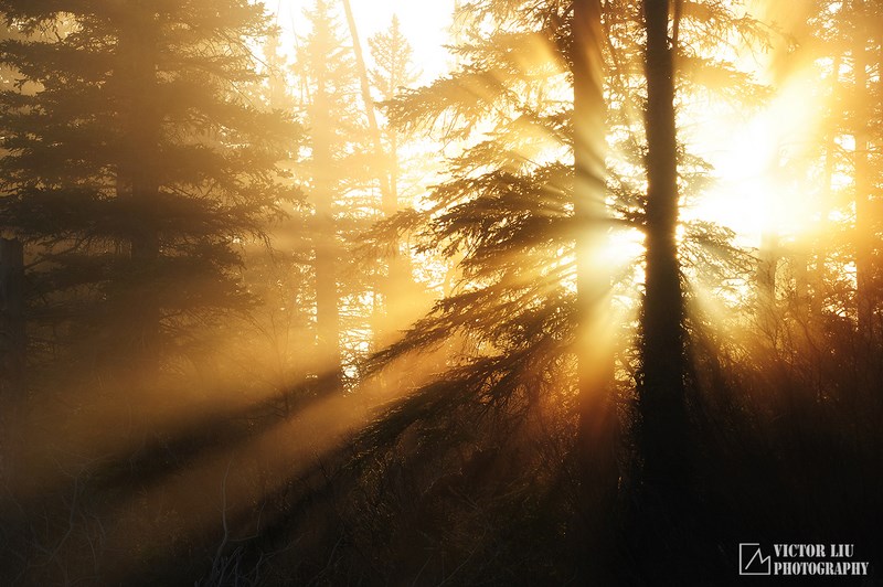 Солнечные лучи в туманном лесу
