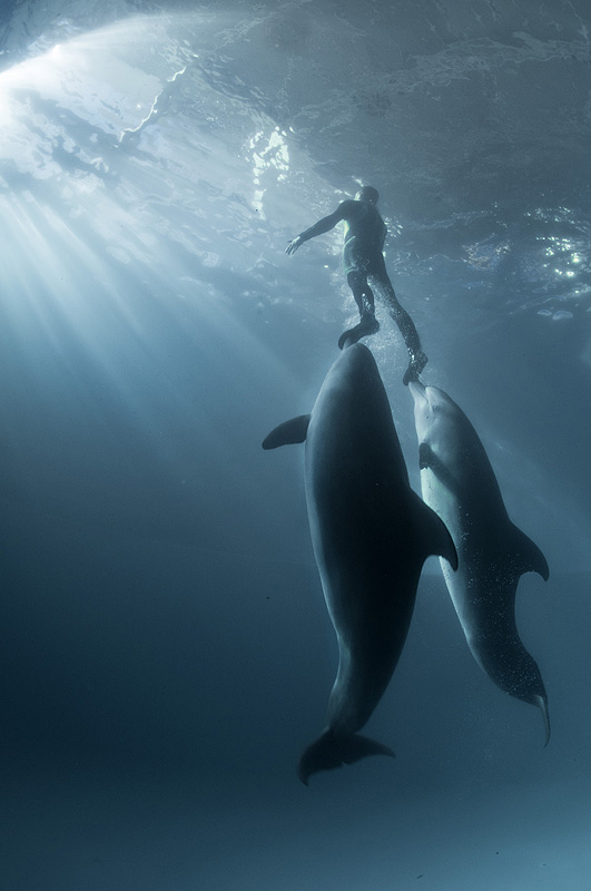 Дельфины. Фото Виктора Лягушкина