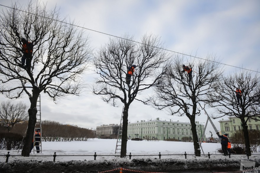 «Снегири прилетели». Обрезание деревьев на Марсовом поле. Александр Беленький, Санкт-Петербург