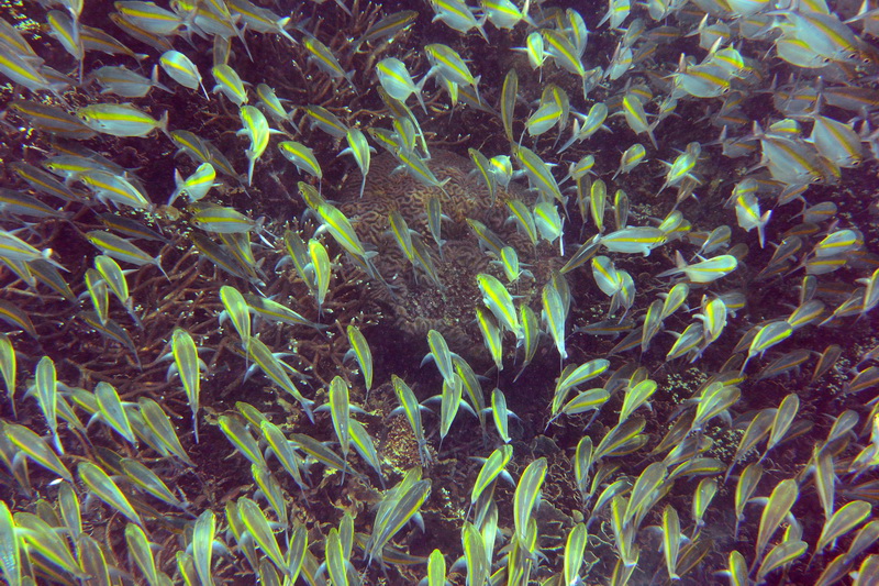 Подводная съемка, стайка рыбок. Тестовая фотография Nikon 1 AW1