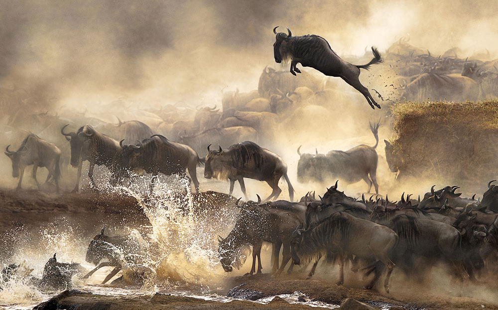Сцена миграции антилоп гну. Место съёмки: Кения. Номинация: National Awards, Гонконг, 1 место. (Bonnie Cheung/2014 Sony World Photography Awards)