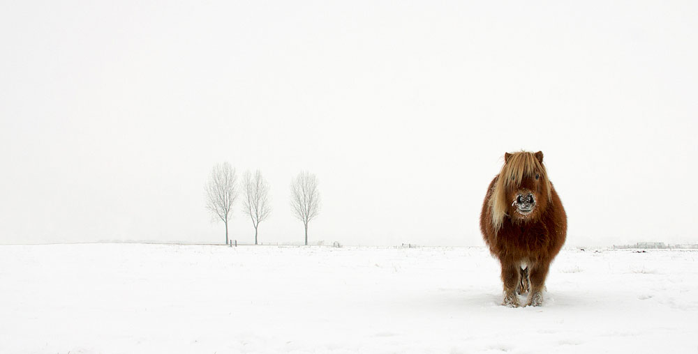 Пони в снегу. Номинация: Nature and Wildlife, Open Competition, 1 место. (Gert van den Bosch/2014 Sony World Photography Awards)