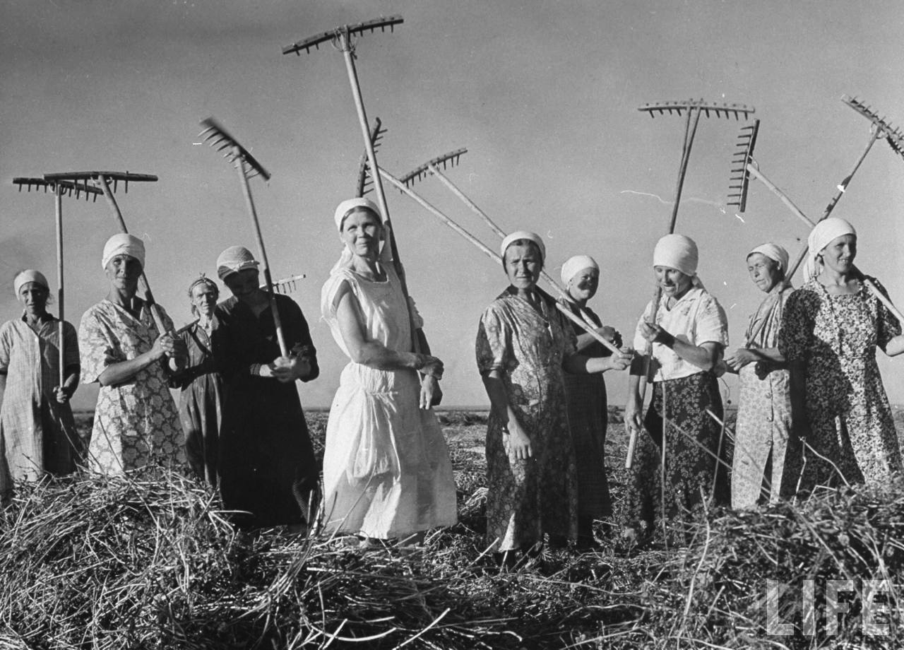СССР, август 1941 года, женщины убирают сено. Фото Маргарет Бурк-Уайт