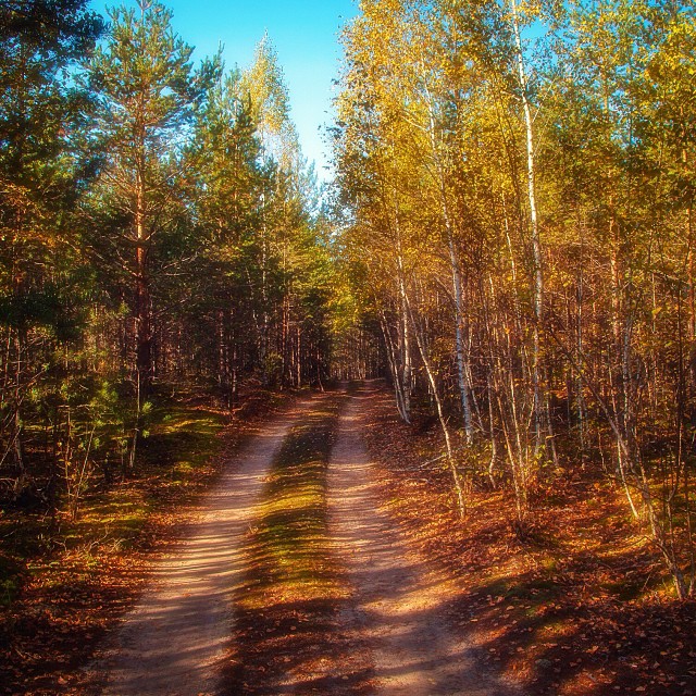 Осенний лес, инстаграм фото