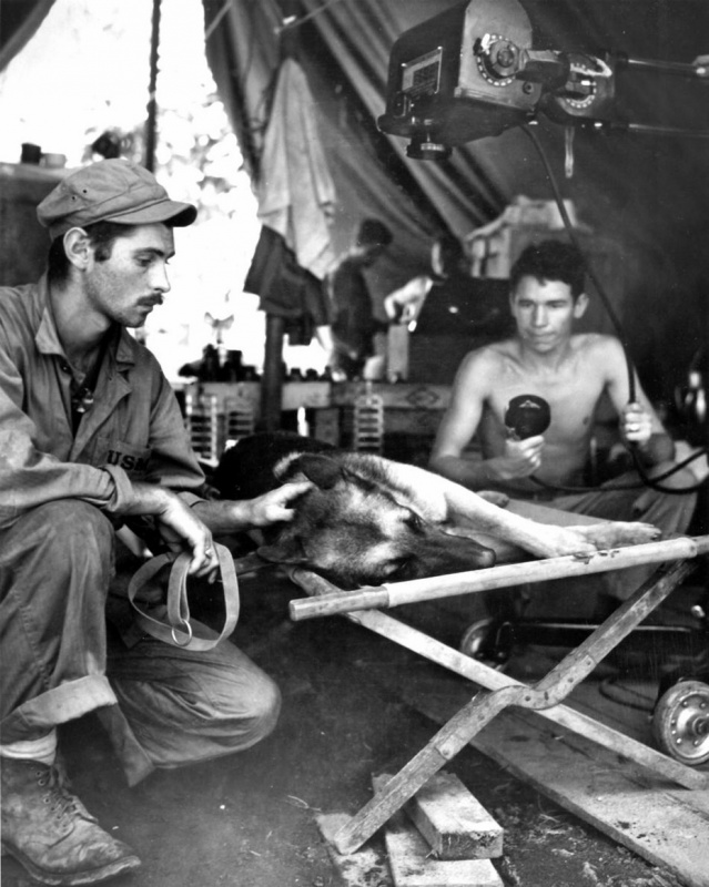 Американский морской пехотинец гладит свою собаку, смертельно раненую японским снайпером на острове Бугенвиль (Соломоновы острова). Бугенвиль, Соломоновы острова. 1944