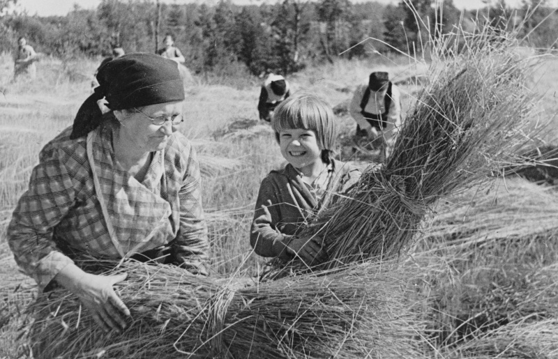 Советские колхозники — шестидесятилетняя женщина и ее внучка — убирают урожай в сентябре 1941 года. Источник: Библиотека конгресса США.