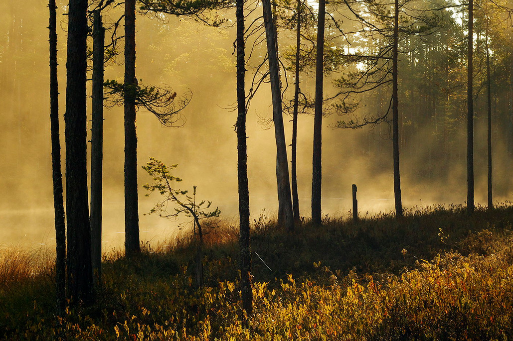 Осень в Карелии. Автор – Виктор Журавлёв