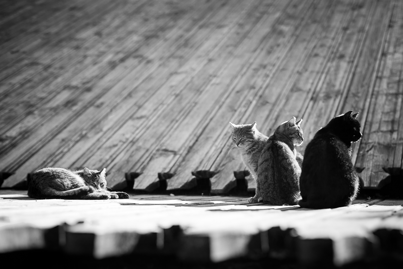 «Майские коты» Автор - Kseniya Kornilova