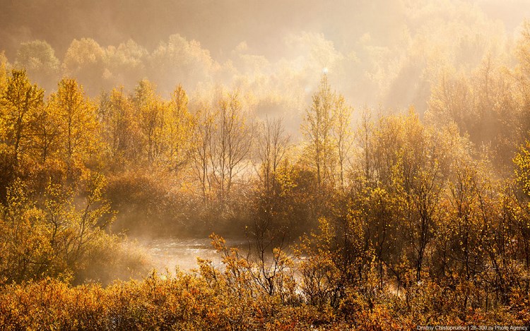 Осенний лес. Фото Дмитрия Чистопрудова