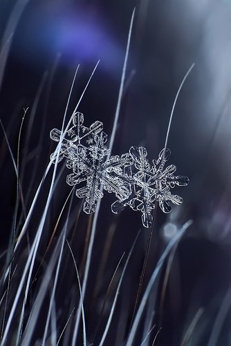 Зимний сад (миксомицеты) - Макрофотография Валерии Зверевой