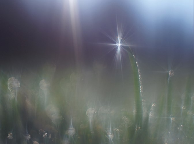 Утренняя звезда - Макрофотография Валерии Зверевой