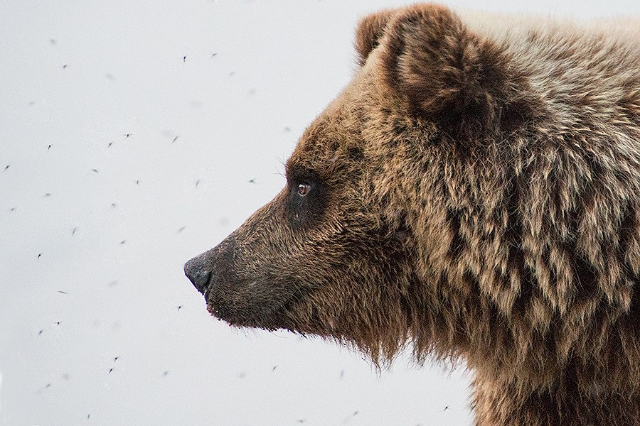 Медведь. Фото Ивана Кислова
