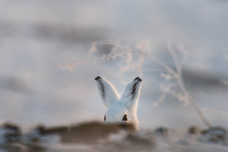 Заяц. Фото Ивана Кислова
