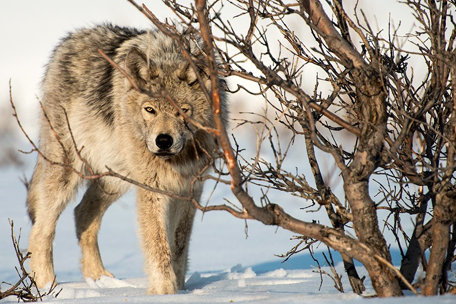 Волк. Фото Ивана Кислова