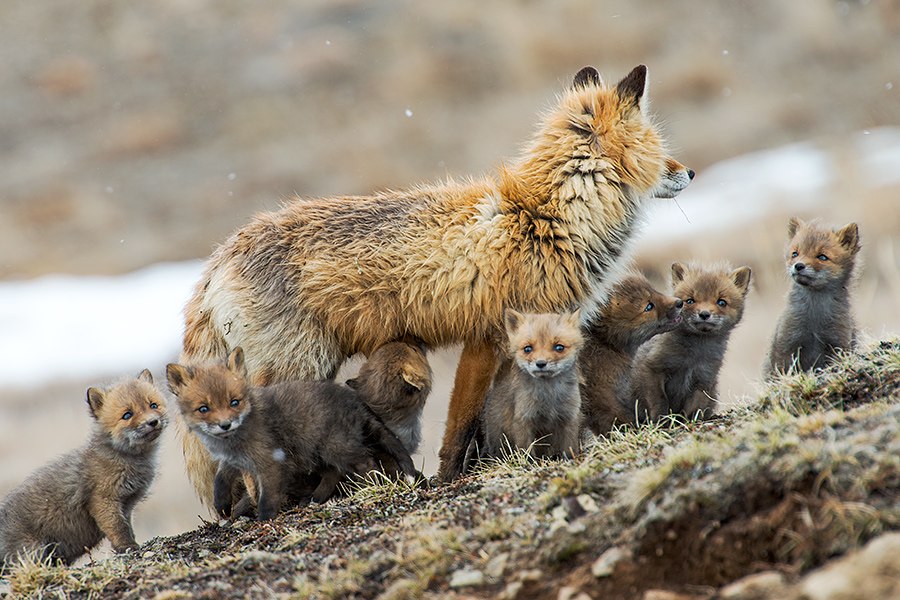 Семейство лис. Фото Ивана Кислова