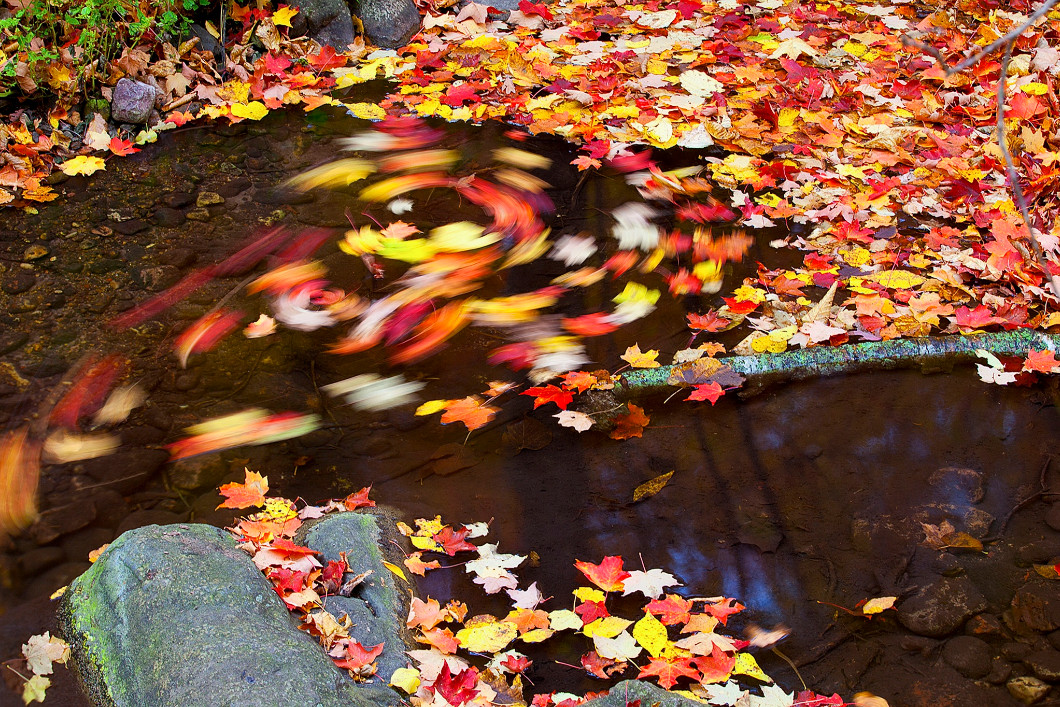 Осенняя природа. Фото: Bob Hundt