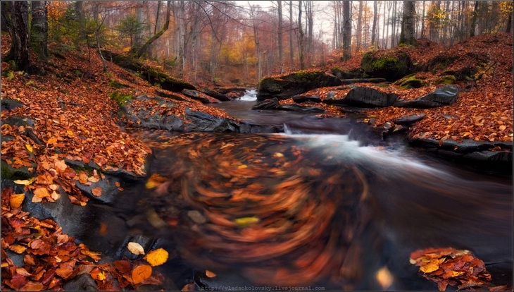 Осенняя природа. Фото: Влад Соколовский