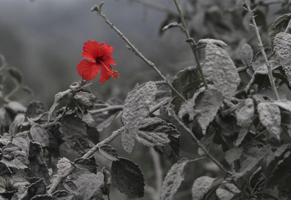 Цветок гибискуса на покрытом вулканическим пеплом растении. Индонезия. 19 ноября 2013 г. Reuters / Roni Bintang.