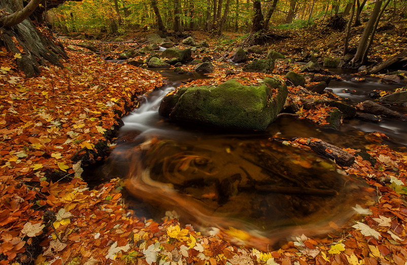 Осенняя природа. Фото: Patrick Konig