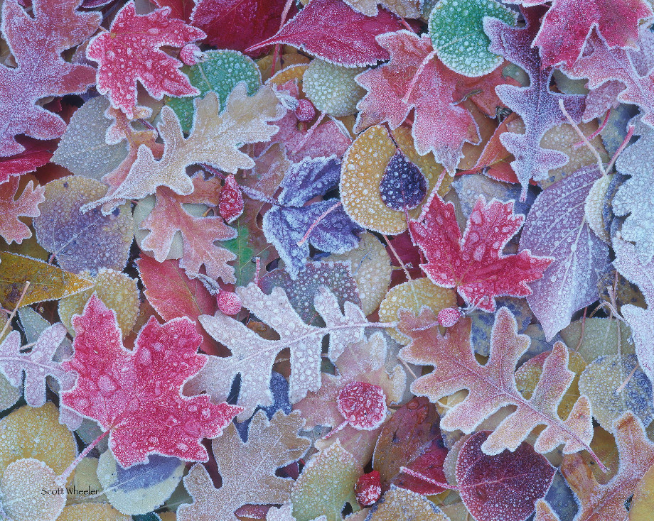 Листья, покрытые инеем. Фото: Scott Wheeler