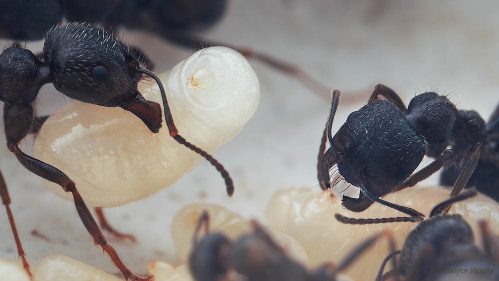 Кормление личинки муравья