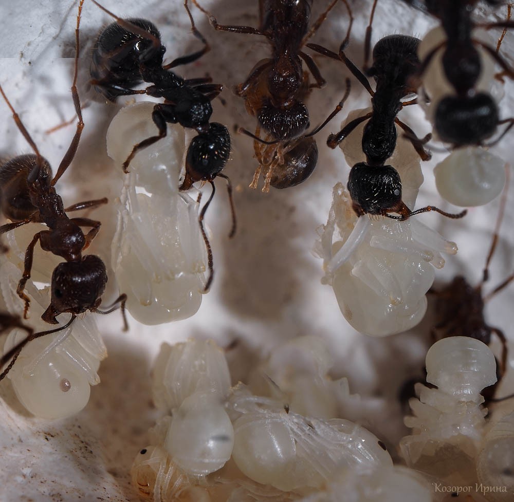 Муравьи держат личинки. Фото - Ирина Козорог