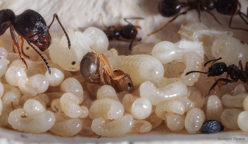 Личинки и куколки муравьев. Фото - Ирина Козорог