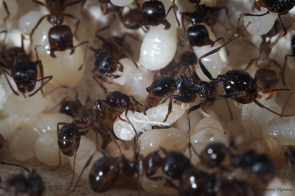 процесс окукливания муравьев. Фото - Ирина Козорог