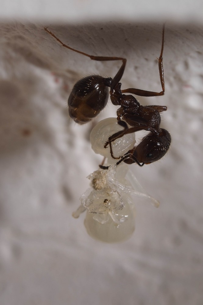 Личинка и муравей. Фото - Ирина Козорог