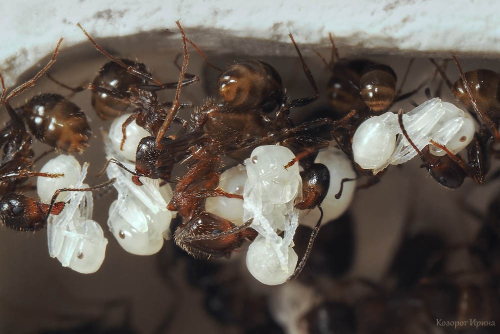 Личинки и муравьи. Фото - Ирина Козорог