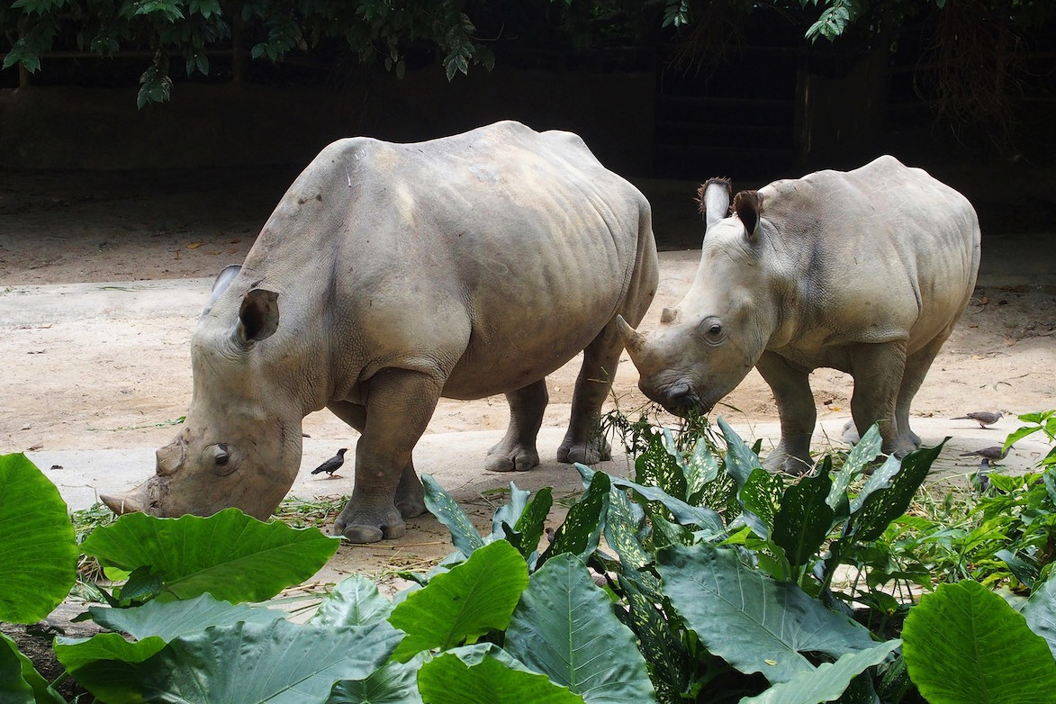 Сингапурский зоопарк, носороги, тестовые фото OLYMPUS Stylus 1