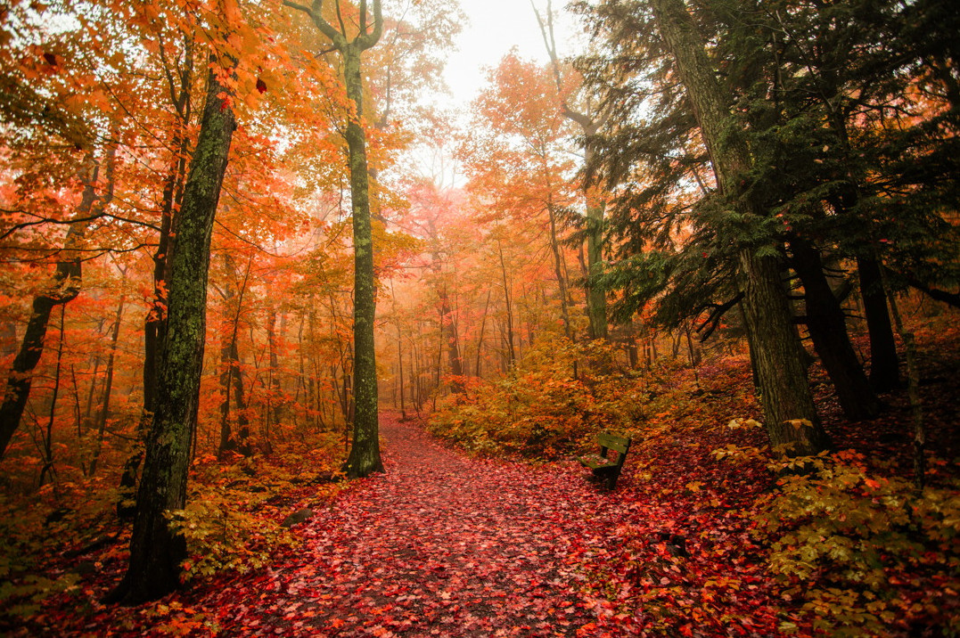 Необычные Фото В Осеннем Лесу