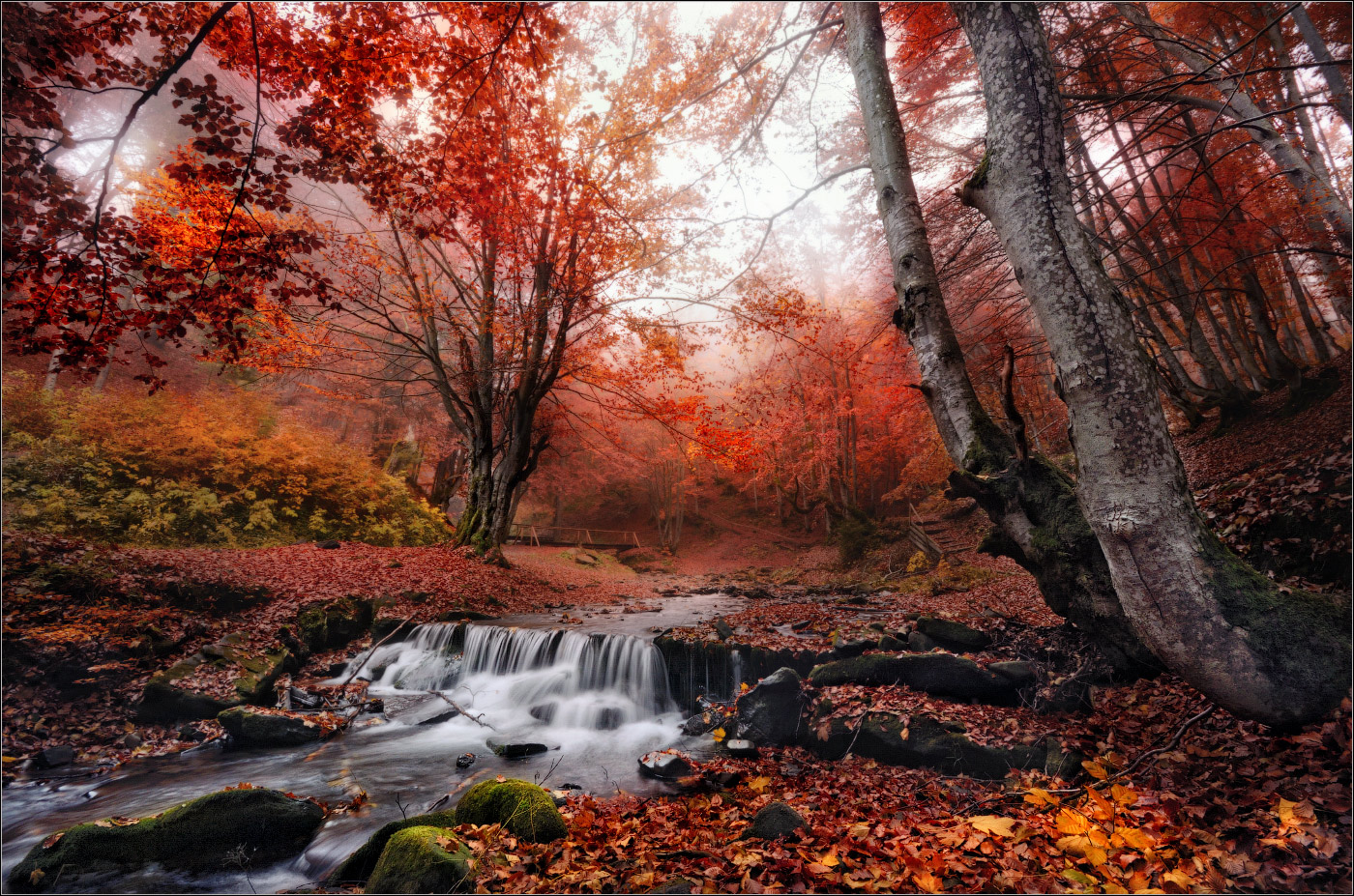Осенний Лес Фото Картинки