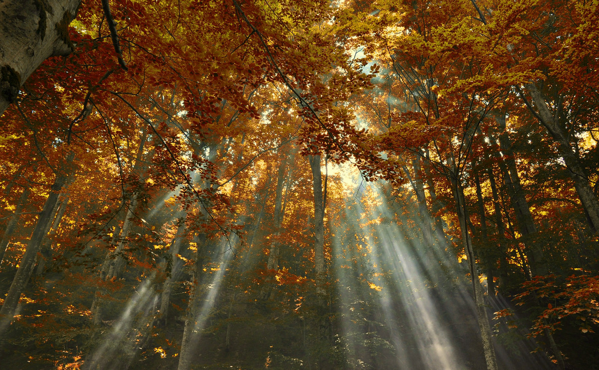 Фото Класса В Осеннем Лесу