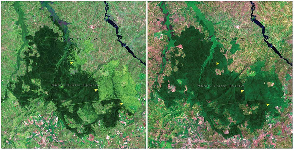 Mabira Forest, Uganda. November, 2001 — January, 2006.