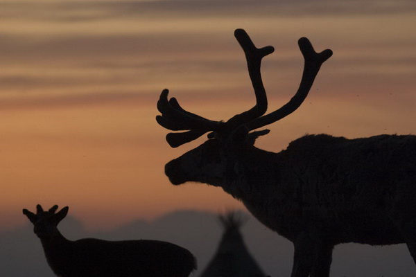 Ямал. Климат и оленеводство.