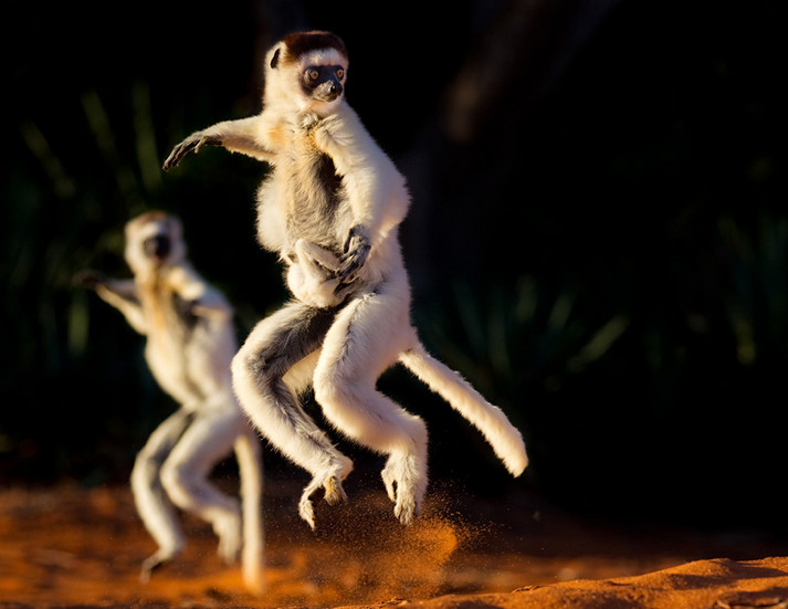 Фото: Will Burrard-Lucas
