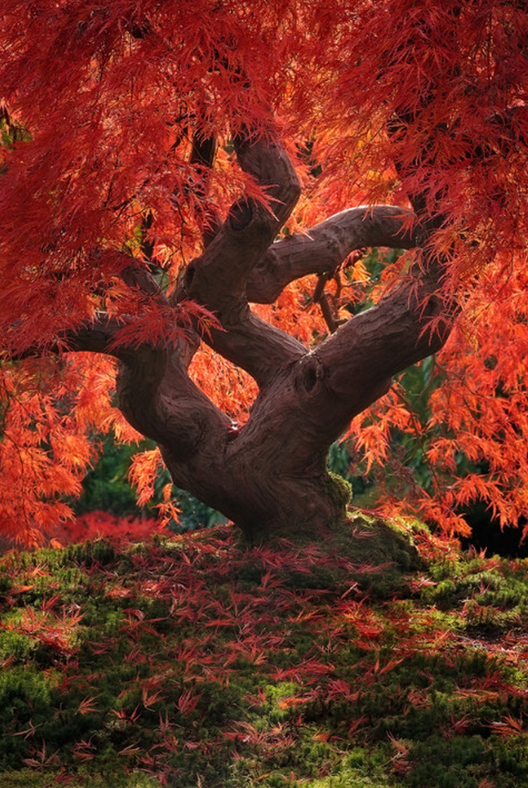 Красный клен. Фото: Jeremy Cram