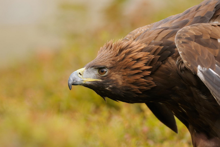 Фото: Harry Eggens